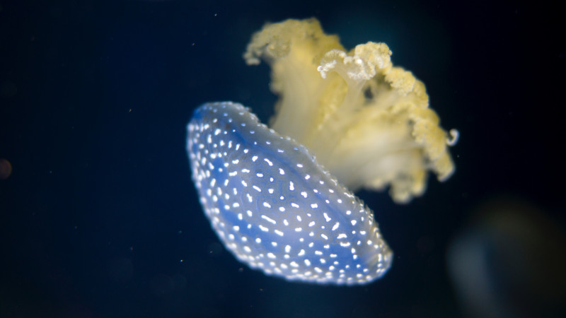 Jellyfish on dark