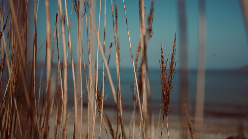 Grass in front of beach v2