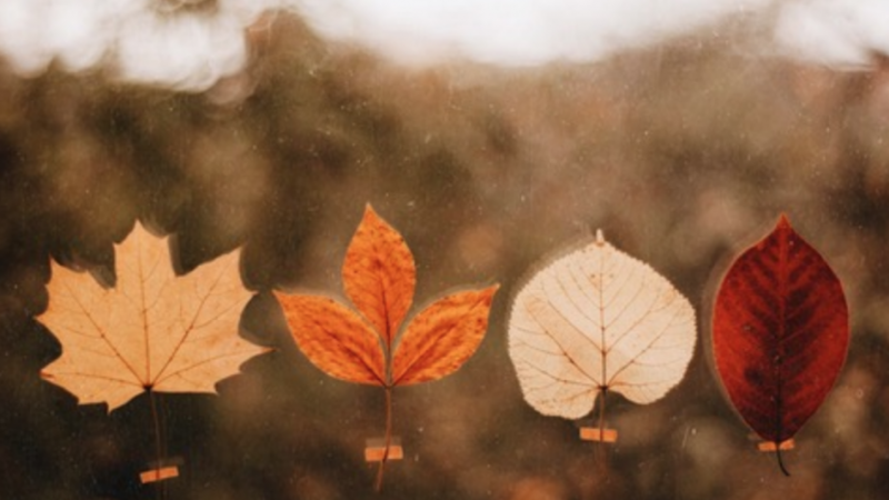 Diff leaves