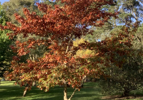 hartzer park autumn tree