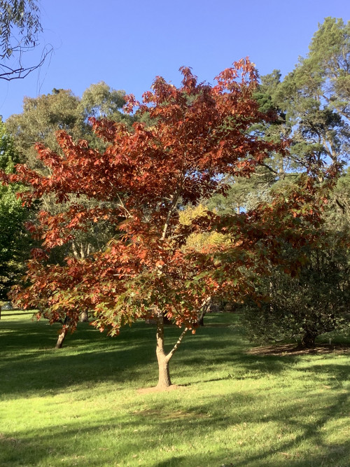 hartzer park autumn tree